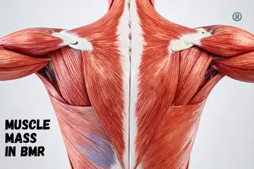 Muscle Mass in BMR