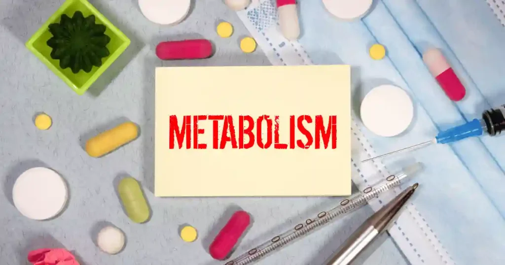 The Ultimate Guide to Basal Metabolic Rate (BMR)